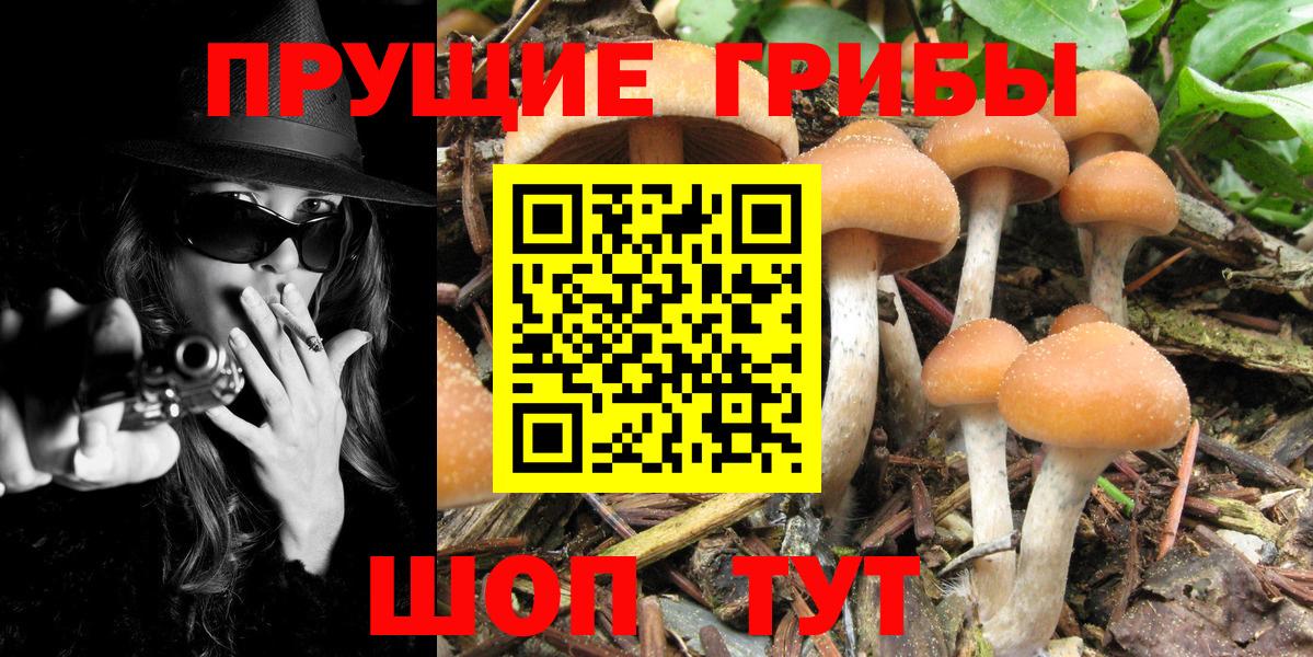 Галлюциногенные грибы Cubensis  цена   Осинники  Вход с VPN 
